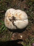 Calvatia booniana image