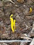 Clavulinopsis laeticolor image