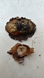 Disciotis venosa image