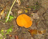 Melastiza chateri image