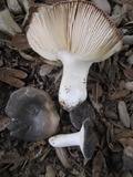 Russula cyanoxantha image