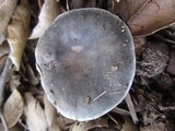 Russula cyanoxantha image