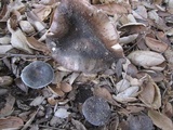 Russula cyanoxantha image