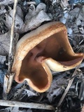 Peziza repanda image