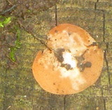 Melastiza chateri image