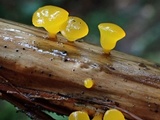 Heterotextus luteus image