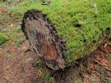 Veluticeps fimbriata image