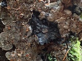 Veluticeps fimbriata image