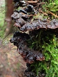 Veluticeps fimbriata image