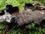 Veluticeps fimbriata image