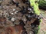 Veluticeps fimbriata image