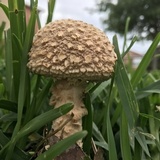 Amanita thiersii image