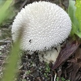Lycoperdon marginatum image