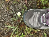 Lycoperdon marginatum image