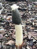 Phallus ravenelii image