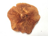 Gymnopilus dilepis image