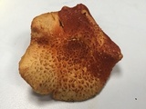Gymnopilus dilepis image