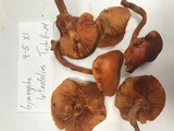 Gymnopilus dilepis image