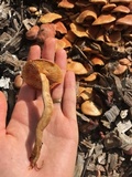 Gymnopilus dilepis image