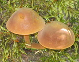Xeromphalina tenuipes image
