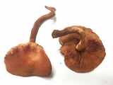 Gymnopilus dilepis image