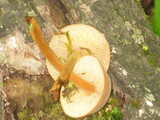 Xeromphalina tenuipes image