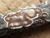 Peniophora albobadia image