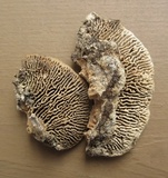 Daedalea quercina image