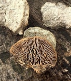 Daedalea quercina image