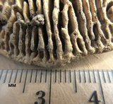 Daedalea quercina image