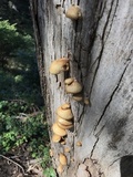 Crepidotus calolepis image