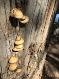 Crepidotus calolepis image