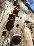 Crepidotus calolepis image
