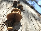 Crepidotus calolepis image
