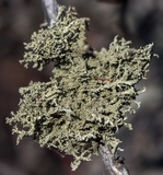 Cladonia squamosa image