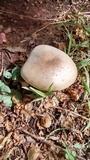 Macrocybe praegrandis image