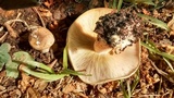 Macrocybe praegrandis image