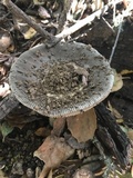 Amanita constricta image