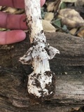 Amanita constricta image