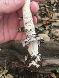 Amanita constricta image