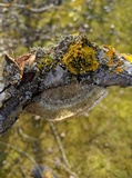 Coriolopsis gallica image