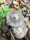 Amanita constricta image