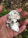 Amanita constricta image