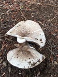 Agaricus californicus image