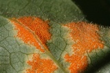 Allodus podophylli image