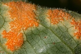 Allodus podophylli image