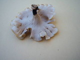 Polyporus leptocephalus image