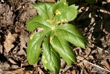 Allodus podophylli image