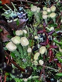 Cladonia deformis image
