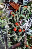 Cladonia deformis image